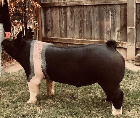 Hampshire Pig Breed, Show Hogs, Show Pig Names, Show Pig Aesthetic, Show Pigs Tips, Livestock Outfits, 4h Pigs, Show Pigs, Show Livestock