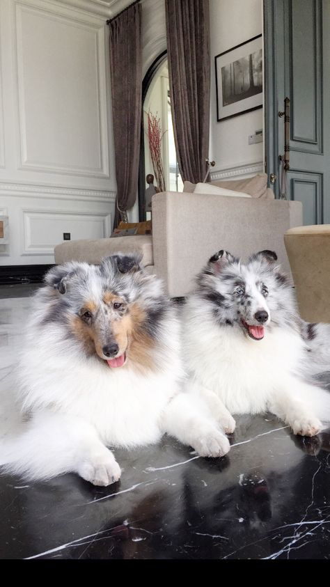 Blue Merle Sheltie, Shetland Sheepdog Blue Merle, Sheltie Puppy, Rough Collies, Shetland Sheepdog Puppies, Sheltie Dogs, Puppy Kisses, Collie Puppies, Rough Collie