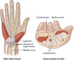 Carpal Tunnel Surgery, Ulnar Nerve, Sensory Nerves, Median Nerve, Medical Dictionary, Observational Study, Brand Words, Medical Terms, Carpal Tunnel