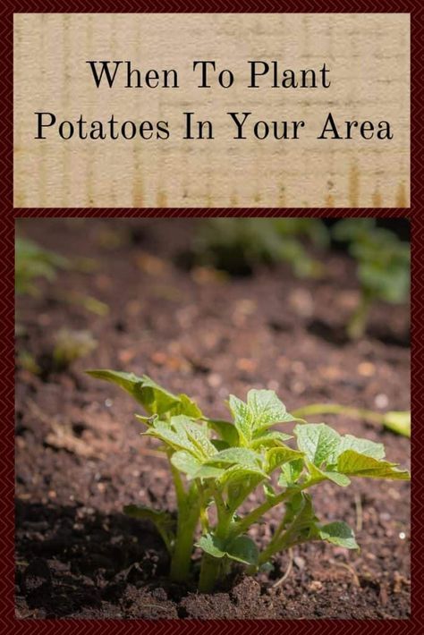 When To Plant Potatoes Zone 7, When To Plant Potatoes In Zone 8, When To Plant Sweet Potatoes, When To Plant Potatoes, Zone 8 Plants, Garden Potatoes, Growing Basil Indoors, Potato Planting, Plant Potatoes