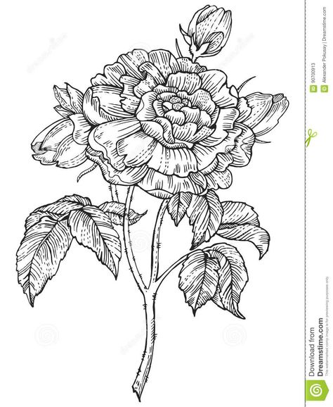 Rose Flower Engraving Style Vector Illustration Stock Vector - Illustration of woodcut, etching: 90700913 Flower Engraving, Rose Drawing Tattoo, Textiles Design, Botanical Line Drawing, Pyrography Patterns, Tattoo Board, Rose Illustration, Drawing Tattoo, Engraved Flower