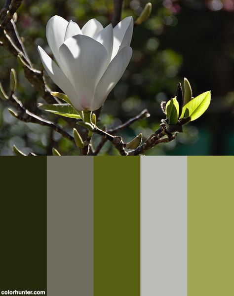 Single Backlit White Magnolia Flower And Sprouting Leaves Color Scheme from colorhunter.com Leaves Color Palette, White Magnolia Flower, Magnolia Colors, Colour Swatches, White Magnolia, Magnolia Flower, Art Color, Colorful Leaves, Color Swatches