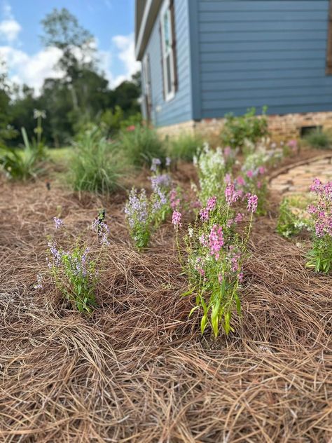 I wanted low maintance but I also wanted an area I could add pops of seaaonal color. On the edge of walkway was perfect place to add annual flowers. #lowmaintenancelandscaping #southernhomes #cottagegardendesign Cottage Garden Design, Low Maintenance Landscaping, Deer Valley, Southern Homes, Annual Flowers, Modular Homes, On The Edge, Walkway, The Edge