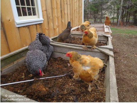 One Acre Farm, Chicken Composting, Homestead Animals, Raising Chicks, Chicken Farming, Farm Living, Permaculture Design, Free Range Chickens, Keeping Chickens