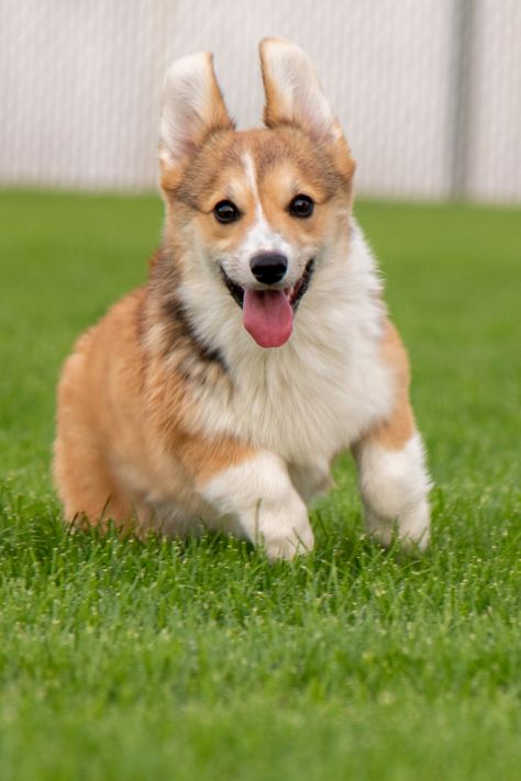 #corgisofinstagram #corgistagram #corgigram #corgilove #corgis #corgicommunity #corgisofinsta #corgioftheday #corgifeature #corgisoftheworld #corgilife #corgiplanet #corgisoninstagram #corgisrule #corgilovers #corgigram_ #corgisonfleek #corgiworld_feature #corgination #corgisoftheweek #corgisareawesome #corgiaddict #corgisarethebest #corgifever #corgislife #corgiworld_feature #corgiworldig #corgibutts #corgisquad #corgisonpoint Corgi Running, Corgi Sploot, Corgi Face, Pembroke Corgi, Baby Corgi, Cute Corgi Puppy, Corgi Owner, Corgi Dogs, Corgi Pictures