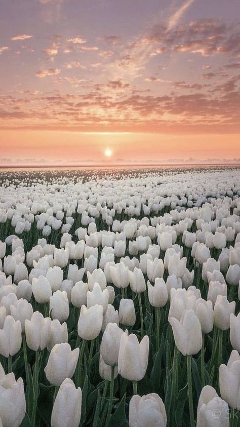 Field of flowers Flower Valley Wallpaper, Flowers Of The Valley, Spring Phone Wallpaper Nature, Astetic Flower Wallpapers, May Spring Aesthetic, Best Phone Backgrounds, Seasons Aesthetic Spring, White Flower Field Aesthetic, Astetic Wallpapers For Iphone