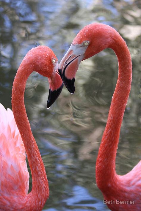 Davie Florida, Flamingo Pictures, Flamingo Garden, Fancy Flamingo, Pink Birds, Tote Bag Art, Flamingo Wallpaper, Flamingo Painting, Flamingo Bird