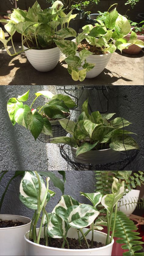 Lemon Meringue Pothos, Njoy Pothos, N'joy Pothos, Flamingo Flower, Plant Mama, Plant Parent, Pothos Plant, Plant Aesthetic, Green Collection