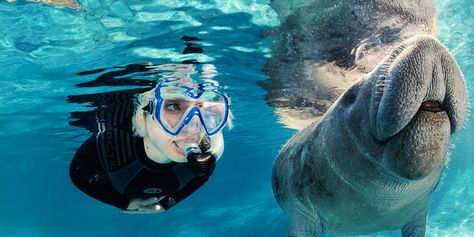 Swim With Manatees, Swimming With Manatees, Crystal River Florida, Manatee Florida, River Kayaking, Orlando Parks, Kayak Boats, Crystal River, Manatees