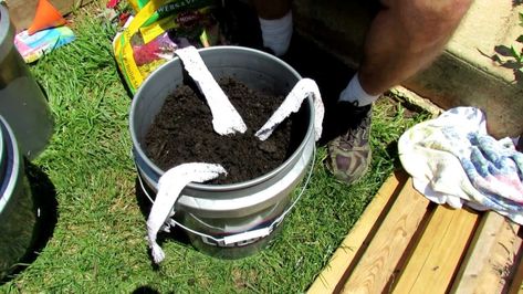 2 of 3: Filling & Planting the Self Wicking Tomato Watering Container (Food safe plastic has recycle numbers 1,2,4,5. Most PVC and Vinyl are #3  - Toxic. This includes vinyl water hoses. Please don't use them in growing food. - Deb) Watering Tomatoes, Tomato Planter, Growing Tomatoes In Containers, Homesteading Diy, Grow Vegetables, Plastic Buckets, Diy Greenhouse, Tomato Garden, Container Gardening Vegetables