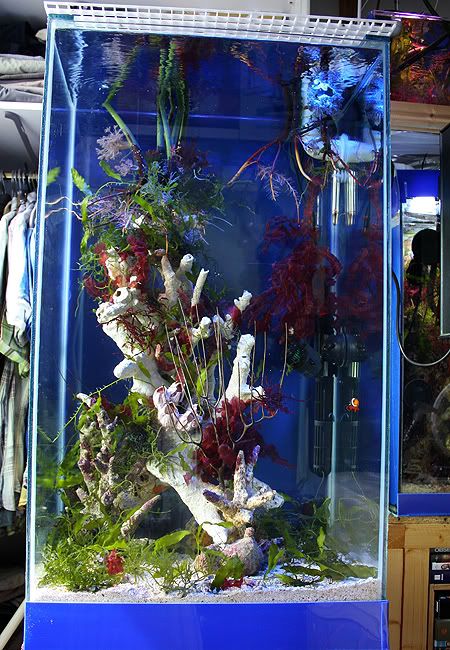 the best seahorse aquascapes - Reef Central Online Community Seahorse Aquarium Tanks, Seahorse Meaning, Pet Seahorse, Seahorse Outline, Seahorse Aquarium, Seahorse Tank, Seahorse Drawing, Aquarium Tanks, Plant Aquarium