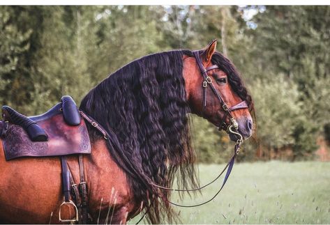 Baroque Horse Tack, Iberian Horse, Baroque Horse, Spanish Horse, Lusitano Horse, Horse Costumes, Types Of Horses, Andalusian Horse, Horse Gear