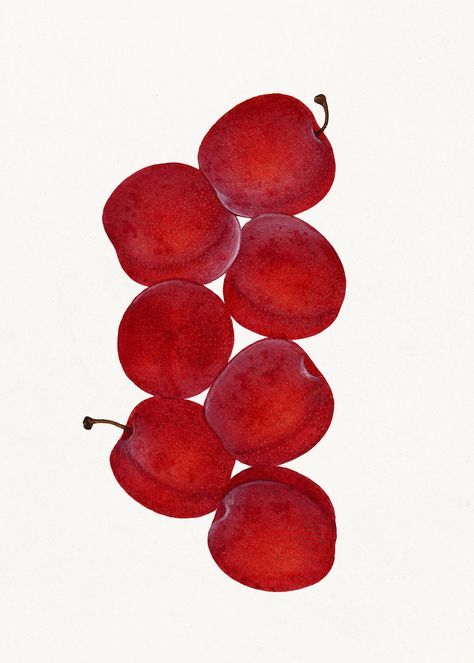 Vintage plums illustration. Digitally enhanced illustration from U.S. Department of Agriculture Pomological Watercolor Collection. Rare and Special Collections, National Agricultural Library. | free image by rawpixel.com / U.S. Department of Agriculture (Source) Plum Illustration, Watercolor Collection, Russian Red, Free Illustration Images, Red Plum, Oil Painting Texture, Image Ideas, Art Print Poster, Colorful Wall Art