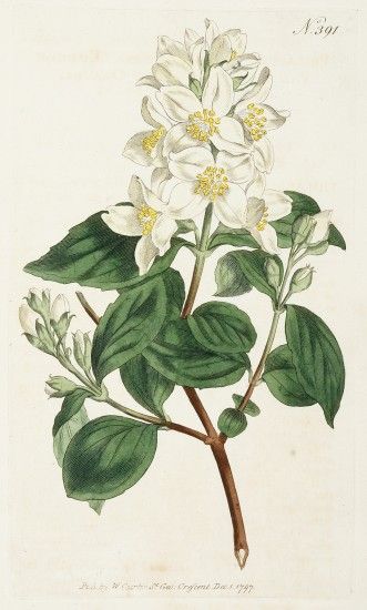 Philadelphus coronarius. Common Philadelphus, or Mock-orange - Acquisitions - Prints, Photographs, Books Mock Orange, Antique Botanical Print, Architecture Tattoo, Vintage Botanical Prints, Botanical Drawings, Botanical Flowers, Vintage Botanical, Antique Prints, Botanical Illustration