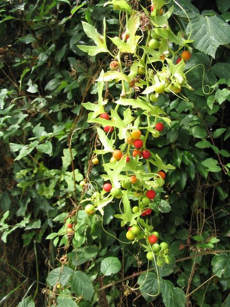 Poison Garden, Let It Grow, Green Veins, Mediterranean Plants, Plant Fungus, Poisonous Plants, Invasive Species, Perennial Plants, Color Inspiration