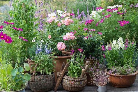 5 Tips for Designing a Cottage Garden – Grow Beautifully Tiny Cottage Garden, Potted Garden, Cozy Garden, Garden Retreat, Apartment Decoration, Cottage Garden Design, Cottage Garden Plants, English Cottage Garden, Garden Containers