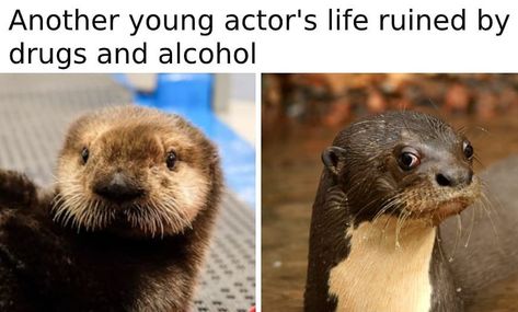 Please follow #iloveotters I love the meme template #otter #otters #cute #babyotter #otterlove #country #countryliving #countrylife #sea #seaotter Otter Meme, Otters Cute, Otter Love, Sea Otters, Baby Otters, 80s Cartoons, Sea Otter, Young Actors, Irish Men