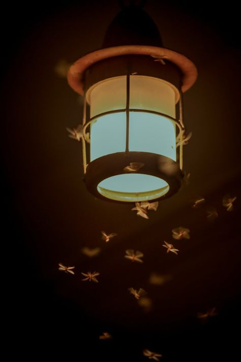 How to Get Rid of Bugs Attracted to Light? (11 amazing tricks!) 1 Getting Rid Of Moths, Lighting Bugs, Front Door Lighting, Get Rid Of Flies, Kill Bugs, Front Porch Lighting, Types Of Bugs, Tv Lighting, Bug Off