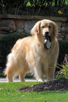 Beautiful Golden Retrievers, Blonde Dog, Gold Retriever, Perros Golden Retriever, Chien Golden Retriever, Smartest Dog Breeds, Animal Jungle, 골든 리트리버, A Golden Retriever