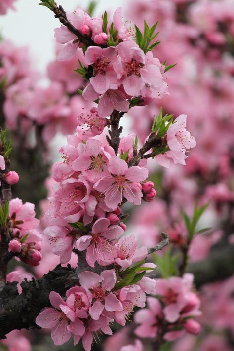 Pesco da Fiore - Peach Flower Tree Peach Blossom Aesthetic, Peach Blossom Wallpaper, Peach Blossom Tree, Peach Blossom Flower, Trees Photography, Blooming Trees, Magnolia Trees, Peach Blossom, Peach Trees