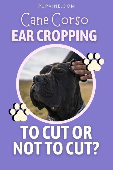 King Corso Dog, King Corso, Dogs Tattoo Ideas, Best Guard Dog Breeds, Dog Breeding Business, Dog Training Hand Signals, Dog Hand Signals, Dog Pfp, Cane Corso Italian Mastiff