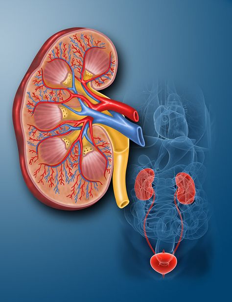 Kidney Illustration, Kidney Anatomy, Human Kidney, Benefits Of Sports, Garlic Benefits, Benefits Of Sleep, Biology Art, Cold Symptoms, Prenatal Care