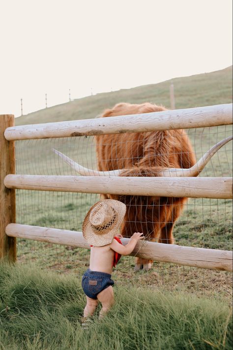 One year old, cowboy pictures with highland cows. First Birthday Cow Photoshoot, First Birthday Cowboy Photoshoot, Cow Family Pictures, First Birthday Farm Photoshoot, Cow First Birthday Pictures, Highland Cow First Birthday Boy, One Year Old Photoshoot Boy, Cow Photoshoot, One Year Old Pictures