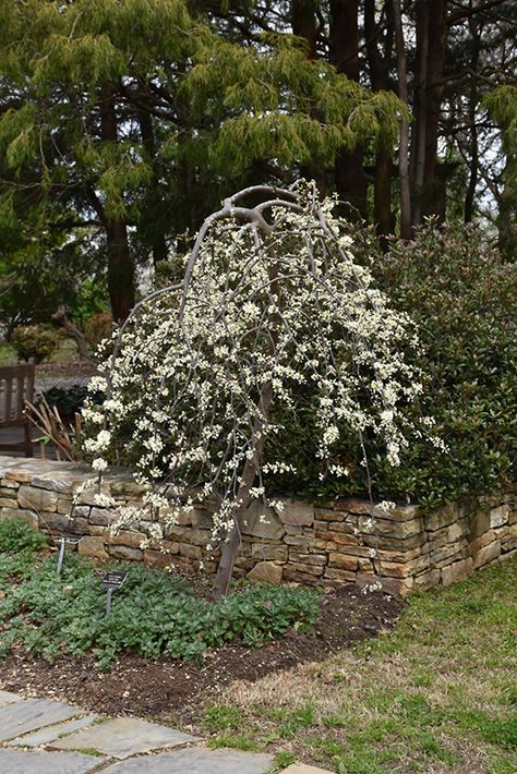 Vanilla Twist Weeping Redbud (Cercis canadensis 'Vanilla Twist') at Oakland Nurseries Inc Weeping Redbud, Oconomowoc Wisconsin, Cercis Canadensis, Judas Tree, Front Yard Plants, Low Maintenance Shrubs, Eastern Redbud, Patio Trees, Redbud Tree