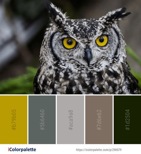 Color Palette ideas from 2161 Beak Images | iColorpalette Owl Color Palette, Bird Color Palette, Animal Color Palette, World Birds, Nature Color Palette, Color Magic, Color Schemes Colour Palettes, Color Palate, Color Harmony