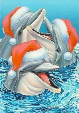 Dolphin Images, Dolphin Photos, Christmas Yard Art, Merry Christmas To All, Coastal Christmas, Holiday Pictures, Take Charge, Christmas Characters, Christmas Illustration