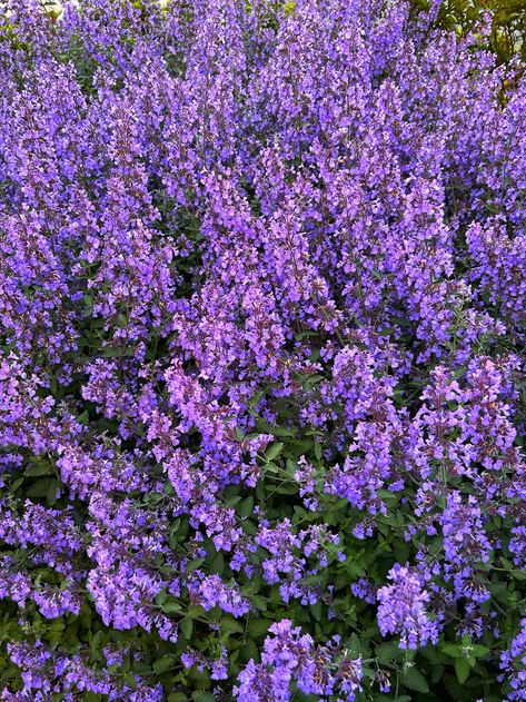 Catmint (Nepeta) Bee Garden Design, Variegated Liriope, Pretty Purple Flowers, Full Sun Flowers, Bloom Design, Hummingbird Garden, Bee Garden, Healthy Garden, Pollinator Garden