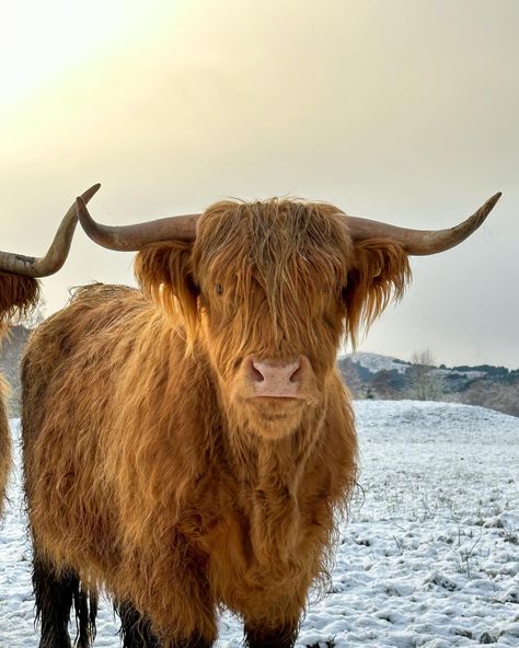 Scottish Winter Aesthetic, Scottish Woman Aesthetic, Isle Of Skye Winter, Scotland Winter Aesthetic, Unicorn Scotland, Scotland Nails, Scottish Highlands Winter, Scotland November, Winter In Scotland