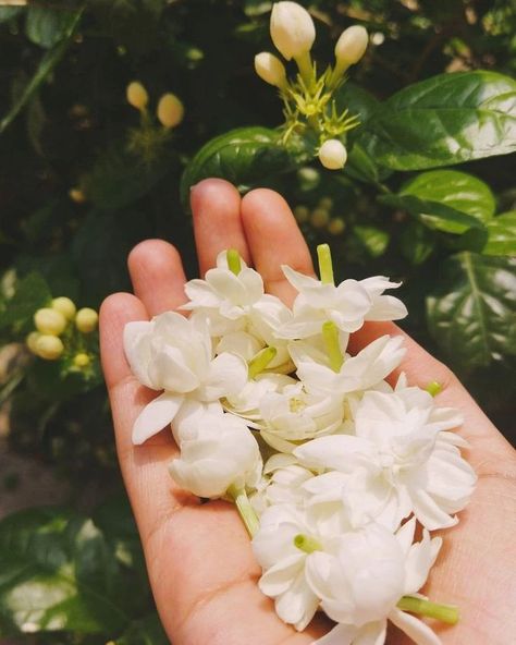 She is so pretty Masha allah 😂💓 Sunday Vibes Instagram, White Jasmine Flower, Sunday Fashion, Nature Photography Flowers, Fashion Tiktok, Hand Photography, Flowers Instagram, Peace Illustration, Sky Photography Nature