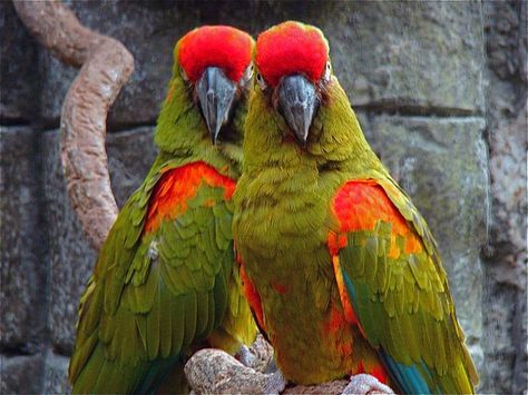 Rainbow Macaw, Great Green Macaw, Parrot Quotes, Scarlet Macaw Aesthetic, Amazon Birds, Best Pet Birds, Red And Green Macaw, Parrot Pet, Hyacinth Macaw Photography