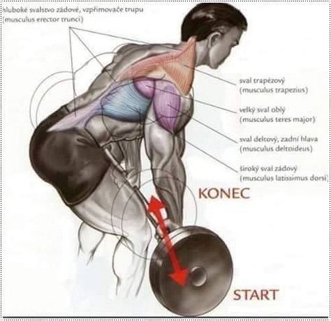 Muscle Diagram, Barbell Row, Muscle Anatomy, Biceps And Triceps, Muscle Building Workouts, Fitness Trends, Major Muscles, Lean Muscle Mass, Build Lean Muscle