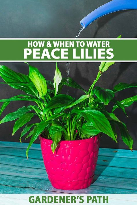 A close up vertical image of the spout of a blue watering can being used to hydrate a Spathiphyllum houseplant set on a blue surface. To the top and bottom of the frame is green and white printed text. Peace Lilies, Lily Plant, Peace Lily Plant, Farm Projects, Hummingbird Garden, Lily Plants, Growing Plants Indoors, Peace Lily, House Plants Indoor