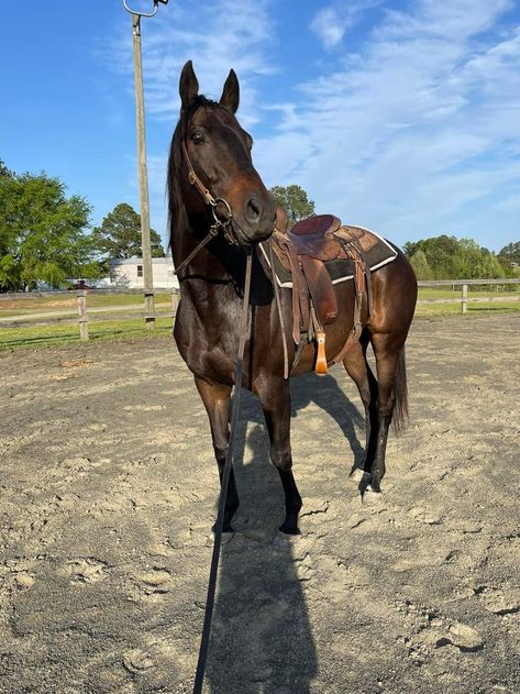 Western Stuff, Barrel Racing Horses, Western Vibes, Barrel Racing, Pretty Horses, Horse Girl, Beautiful Horses, Horse Riding, Farm Animals