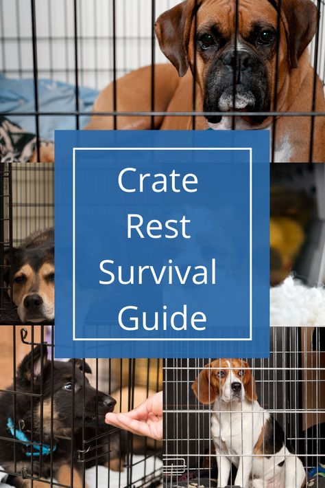 As dog owners we know what a nightmare crate rest can be! We've put together our top tips for getting your dog used to their crate, and some simple enrichment activities that will keep them calm and happy while they recover. Activities For Dogs On Crate Rest, Dog Crate Enrichment, Torn Acl In Dogs, Dog Broken Leg, Torn Acl, Dog Entertainment, Dog Pants, Puppy Crate, Bored Dog