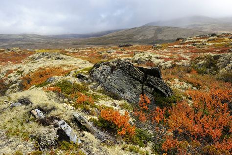 Tundra Landscape, Arctic Tundra, Forest Garden, Biome, Landscape Scenery, Arte Fantasy, Fantasy Landscape, Planet Earth, Landscape Photos