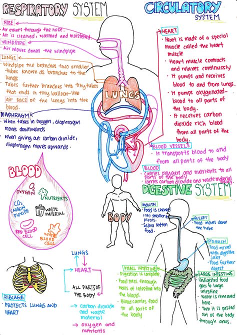 You can access this at  https://cherhazel.wordpress.com/2016/08/14/blog-post-title/ Respritory System Diagram, Memes Nursing, Respiratory System Anatomy, Nursing Pictures, Basic Anatomy And Physiology, Nurse Study Notes, Funny Nursing, Medical Student Study, Nursing School Survival