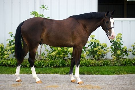 Belgian Warmblood, Liver Chestnut, Warmblood Horses, Horse Info, Horse Coats, Equestrian Helmet, Horse Inspiration, Horse Dressage, Most Beautiful Horses