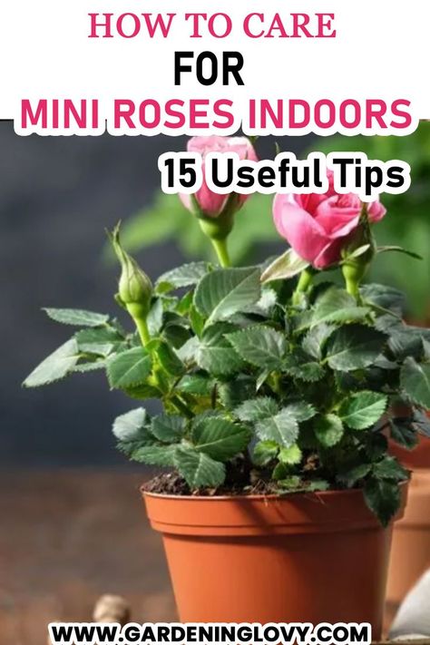 Hybrid Tea Roses Care, Indoor Roses, Rose Bush Care, Container Roses, Rose Plant Care, Miniature Roses, Rose House, Rose Care, Different Types Of Flowers