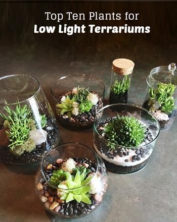 Top Ten Low Light Terrarium Plants — Pistils Nursery Low Light Terrarium, Plants Indoor Decoration, Indoor Plants Low Light, Diy Succulent Terrarium, Trendy Plants, Apartment Plants, Low Light Plants, Garden Terrarium, Terrarium Diy