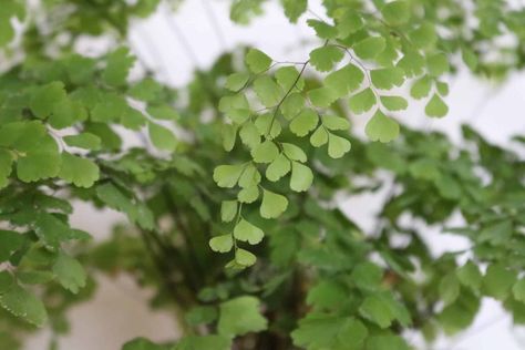 Maiden Hair, Brown Tips, Texas Plants, Maidenhair Fern, Plant Mister, Brown Leaves, Fern Leaves, Tropical Climate, Small Garden