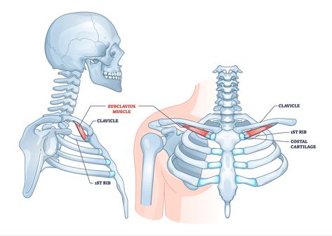 Ribcage Anatomical, Subclavius Muscle, Pt Assistant, Skeletal Muscle Anatomy, Location Vector, Muscular Anatomy, Pectoralis Major, Muscular System, Muscle Anatomy