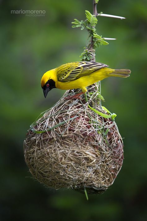 Masked Weaver at Work by Mario Moreno on 500px Weaver Bird Nest, Weaver Bird, South African Birds, Funny Wildlife, Kinds Of Birds, Yellow Bird, Backyard Birds, Colorful Birds, Little Birds