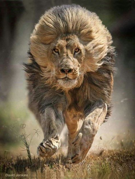 Charging lion, mane flying. Regnul Animal, Lions Photos, Lion Photography, Lion Wallpaper, Lion Images, Lion Pictures, Instagram Giveaway, Animale Rare, Giveaway Time