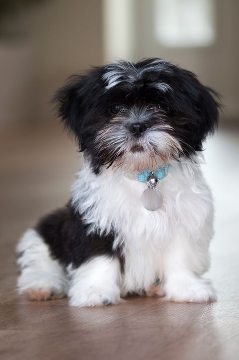 Baby Shih Tzu, Perro Shih Tzu, Shih Tzu Puppies, Black And White Dog, Labrador Retriever Puppies, Shih Tzu Puppy, Shih Tzu Dog, Lhasa, Shih Tzus