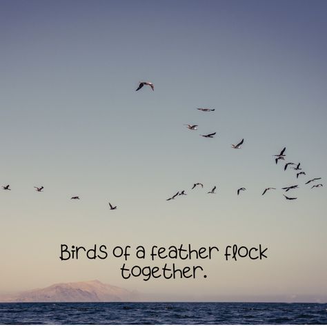 Birds of a feather flock together. - Mindset Made Better Birds Of The Same Feather Flock Together, Birds Of A Feather Quote, Birds Of A Feather Flock Together Quote, Birds Of A Feather Flock Together, Feather Quotes, Maharashtra Day, Excited About Life, Together Quotes, Birds Of A Feather