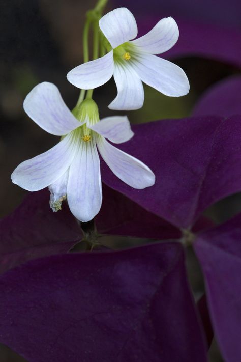 Purple Shamrock Flowers (Love Plant) | naturetime John Butler, Shamrock Plant, Purple Shamrock, Shamrock Flower, Four Leaf Clover Tattoo, Clover Tattoos, Paper Plants, Flowers Love, Happiness Is